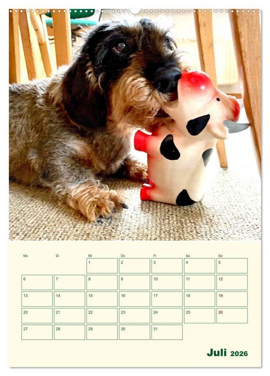 Produktbild: Schorschi &ndash; Ein Jahr mit dem bayrischen Rauhhaardackel (hochwertiger Premium Wandkalender 2026 DIN A2 hoch), Kunstdruck in Hochglanz