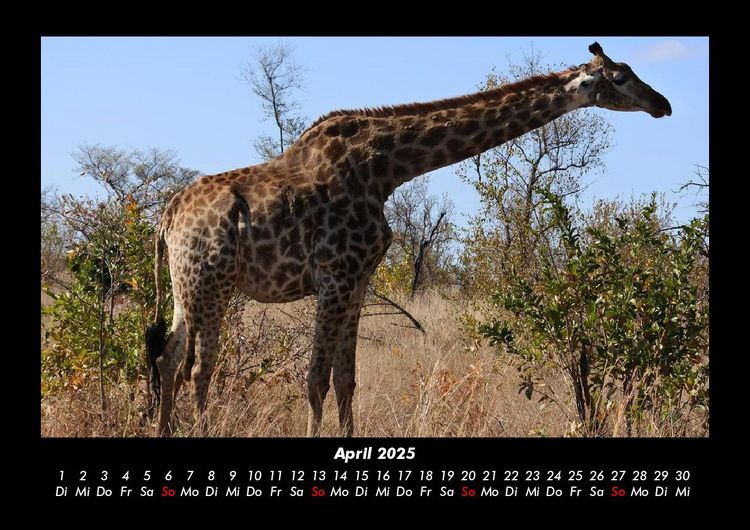 Produktbild: Giraffen 2025 Fotokalender DIN A3