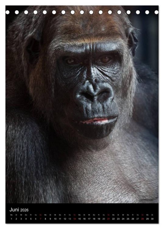 Produktbild: Gorillas (Tischkalender 2026 DIN A5 hoch), CALVENDO Monatskalender