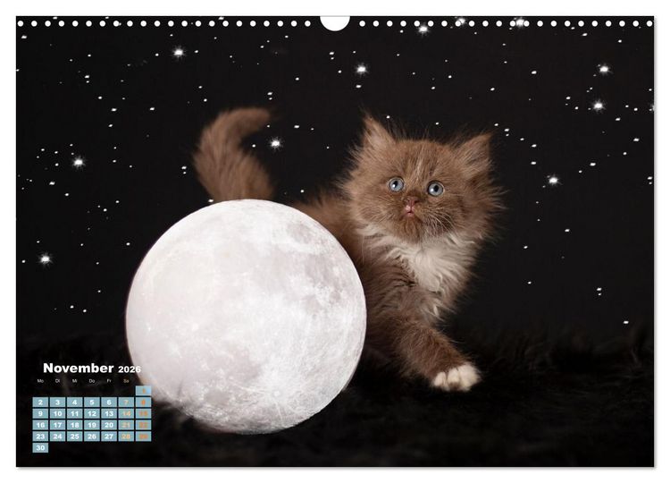 Produktbild: Die Kitten kommen. (Wandkalender 2026 DIN A3 quer), CALVENDO Monatskalender
