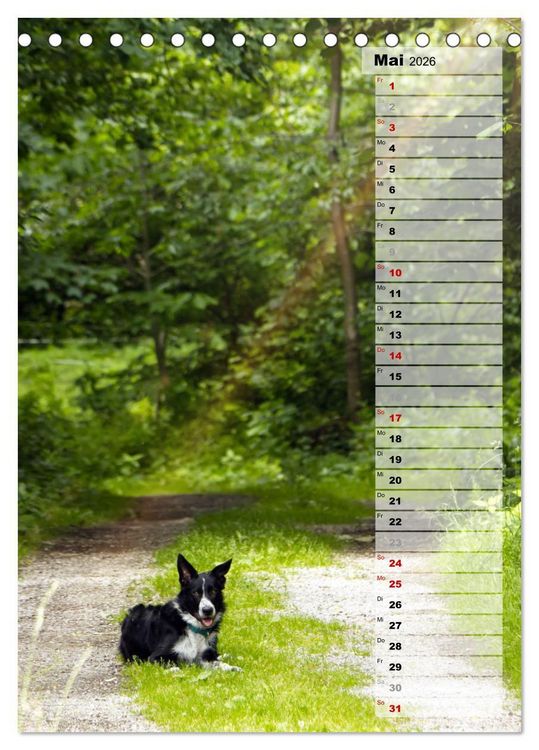 Produktbild: Mein Border Collie (Tischkalender 2026 DIN A5 hoch), CALVENDO Monatskalender