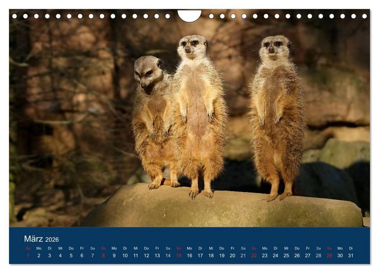 Produktbild: Erdm&auml;nnchen - Zusammen sind wir stark (Wandkalender 2026 DIN A4 quer), CALVENDO Monatskalender