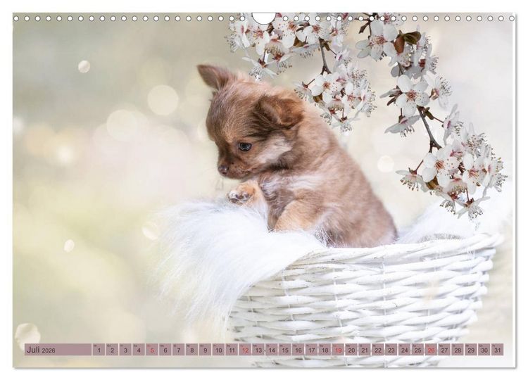 Produktbild: Chihuahua-Babys - Amy und Angel im Studio (Wandkalender 2026 DIN A3 quer), CALVENDO Monatskalender