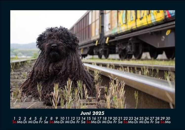 Produktbild: Haustierkalender 2025 Fotokalender DIN A5