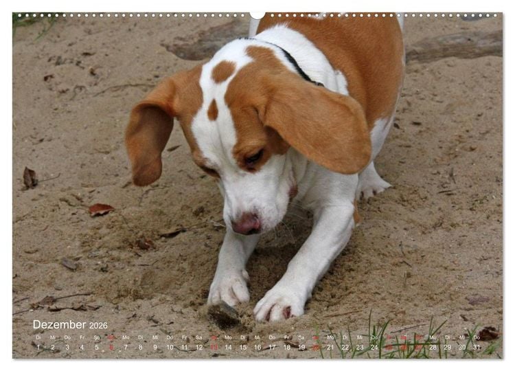 Produktbild: Beagle (hochwertiger Premium Wandkalender 2026 DIN A2 quer), Kunstdruck in Hochglanz