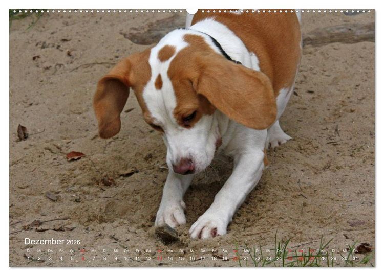 Produktbild: Beagle (Wandkalender 2026 DIN A2 quer), CALVENDO Monatskalender