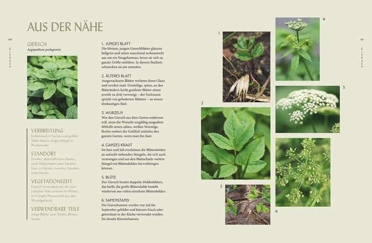 Produktbild: Die "Unkr&auml;uter" in meinem Garten