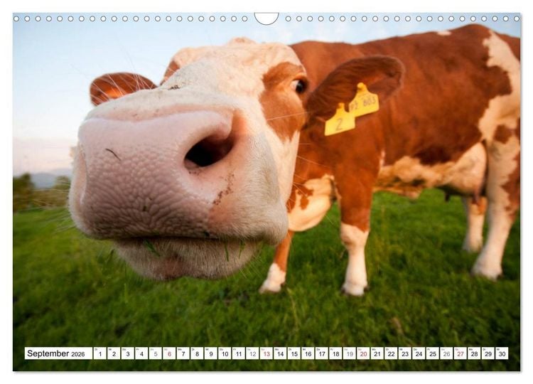 Produktbild: Alpenfleckvieh (Wandkalender 2026 DIN A3 quer), CALVENDO Monatskalender