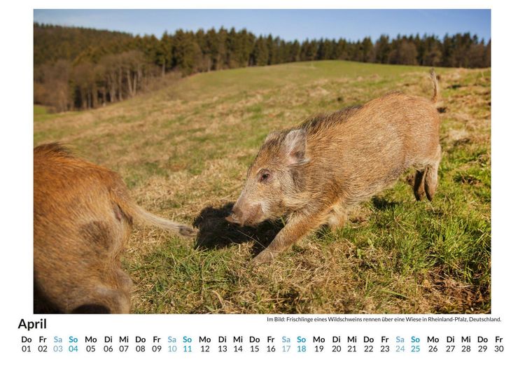 Produktbild: Wildschweine