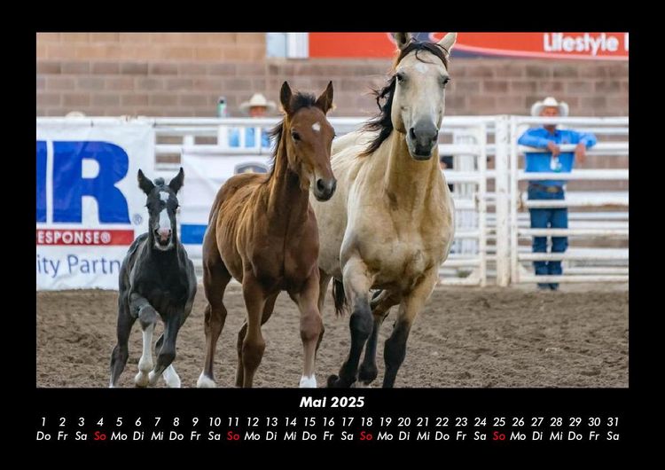 Produktbild: Pferde Kalender 2025 Fotokalender DIN A3