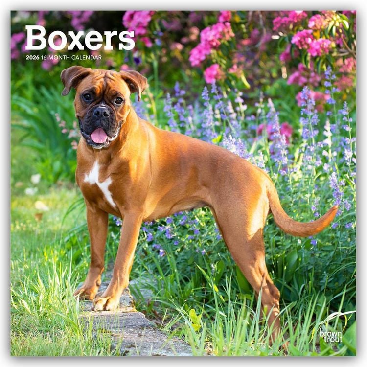 Produktbild: Boxers – Boxer 2026 – 16-Monatskalender