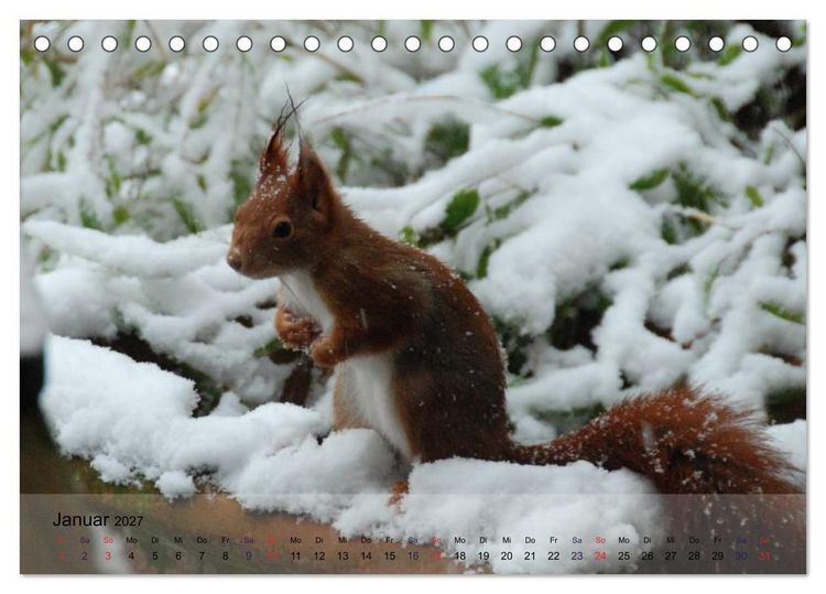 Produktbild: Spa&szlig; mit Eichh&ouml;rnchen! (Tischkalender 2027 DIN A5 quer), CALVENDO Monatskalender