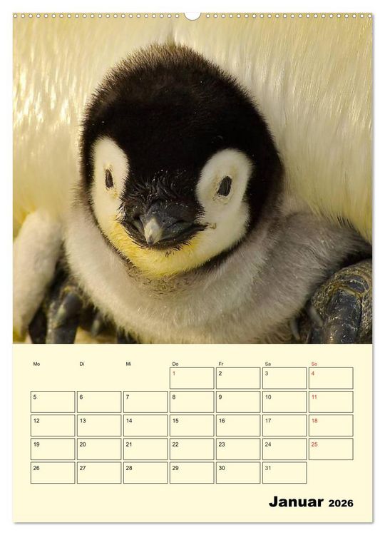 Produktbild: Pinguine. Wackeln im Thermo-Frack (hochwertiger Premium Wandkalender 2026 DIN A2 hoch), Kunstdruck in Hochglanz