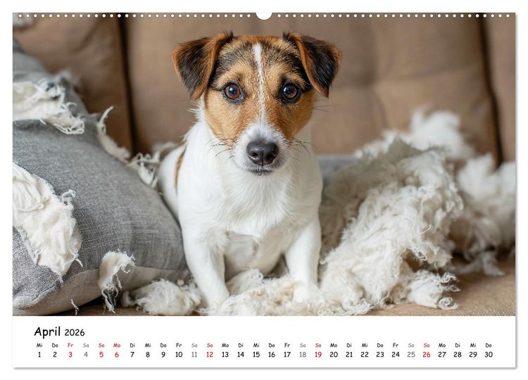 Produktbild: JACK RUSSEL - Kleine Hunde mit gro&szlig;em Charakter (hochwertiger Premium Wandkalender 2026 DIN A2 quer), Kunstdruck in Hochglanz