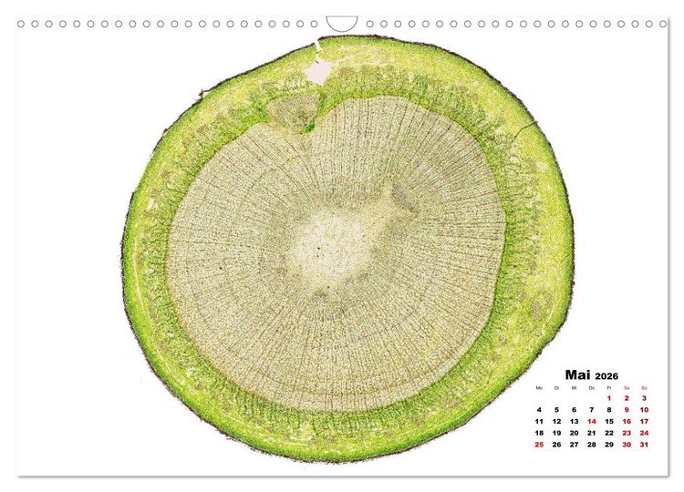 Produktbild: Pflanzen unter dem Mikroskop (Wandkalender 2026 DIN A3 quer), CALVENDO Monatskalender