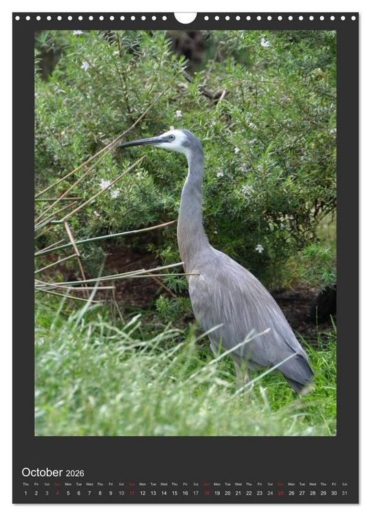 Produktbild: Herons & Egrets (Wall Calendar 2026 DIN A3 portrait), CALVENDO 12 Month Wall Calendar