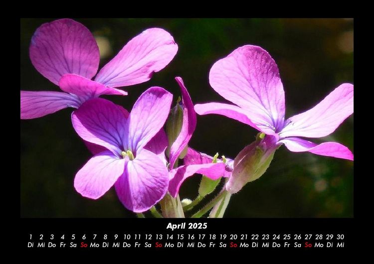 Produktbild: Pflanzen und Bl&uuml;ten 2025 Fotokalender DIN A3