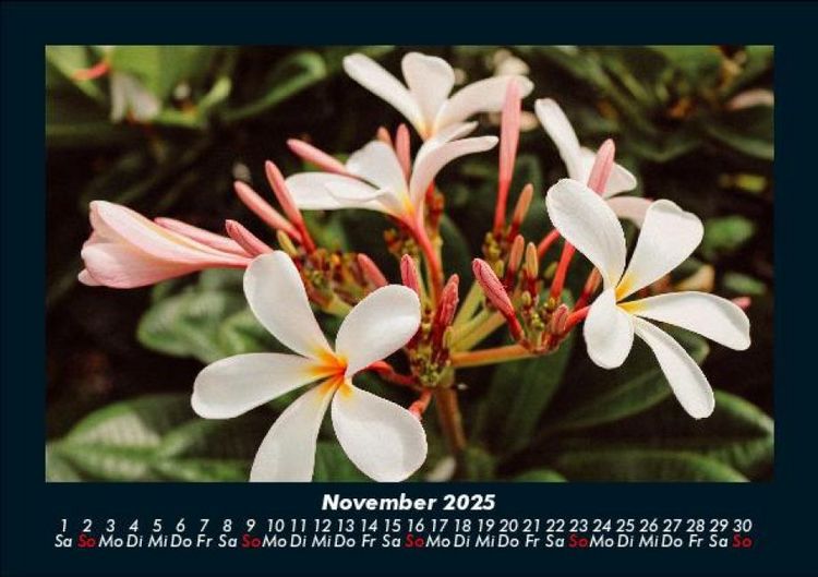 Produktbild: Blumentr&auml;ume 2025 Fotokalender DIN A5