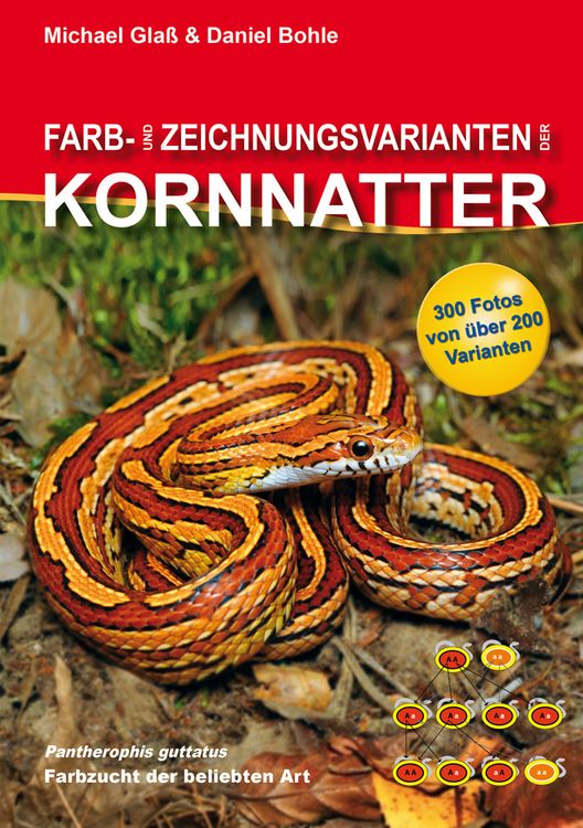 Produktbild: Farb- und Zeichnungsvarianten der Kornnatter