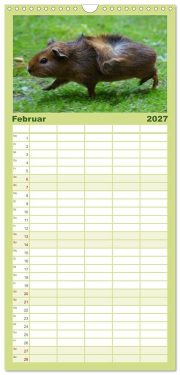 Produktbild: Familienplaner 2027 - Kuschelige Meerschweinchen mit 5 Spalten (Wandkalender, 21 x 45 cm) CALVENDO