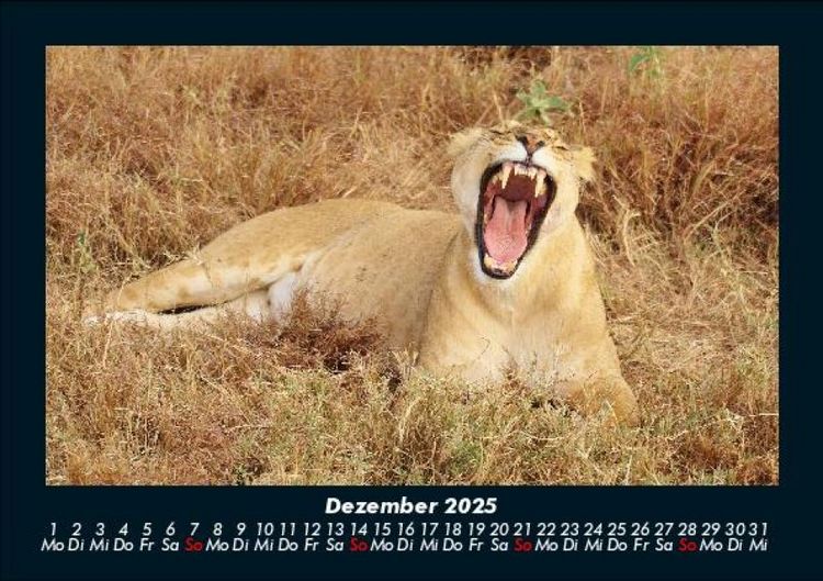 Produktbild: L&ouml;wen in der Wildnis 2025 Fotokalender DIN A5
