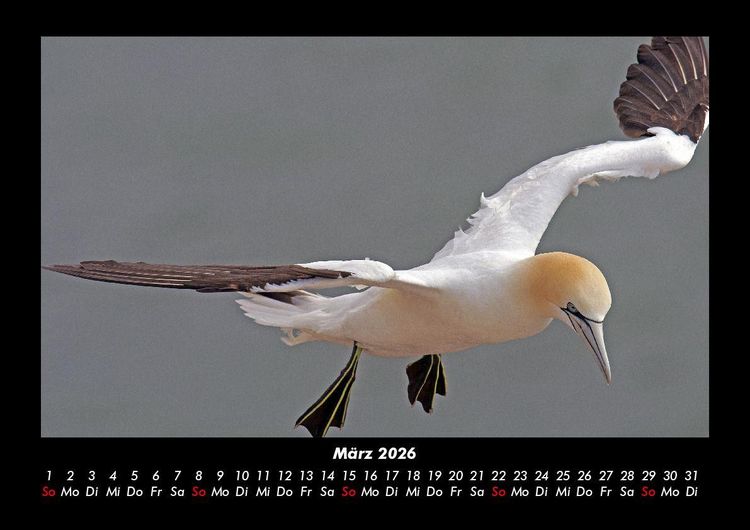 Produktbild: Welt der V&ouml;gel 2026 Fotokalender DIN A3
