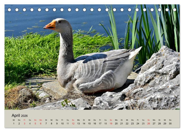 Produktbild: G&auml;nse. Von wegen dumme Gans! (Tischkalender 2026 DIN A5 quer), CALVENDO Monatskalender