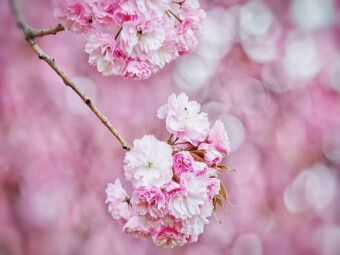Produktbild: CALVENDO Puzzle Kirschbl&uuml;te | 1000 Teile Lege-Gr&ouml;&szlig;e 64x48cm Foto-Puzzle f&uuml;r gl&uuml;ckliche Stunden