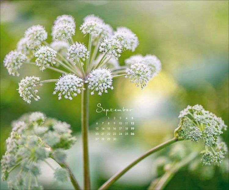 Produktbild: Floral Art 2027