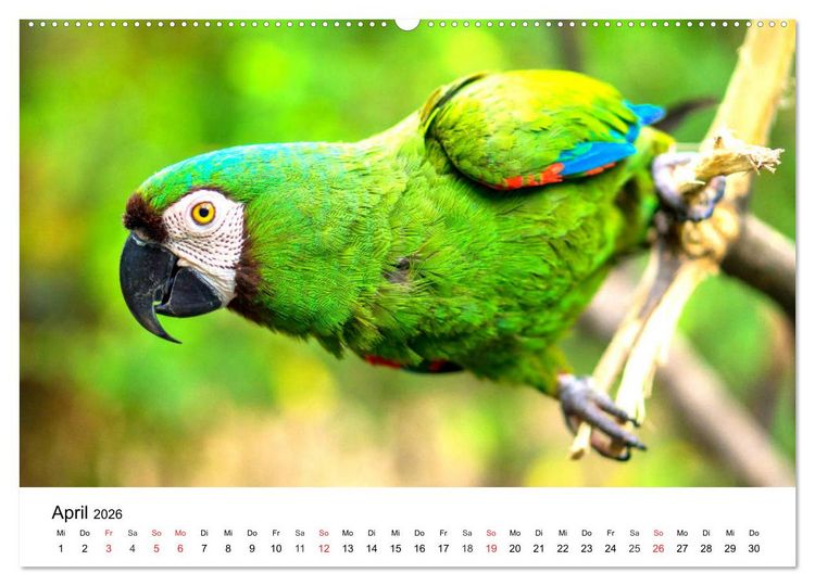 Produktbild: Papageien. Knallbunte Aras und Co. (hochwertiger Premium Wandkalender 2026 DIN A2 quer), Kunstdruck in Hochglanz