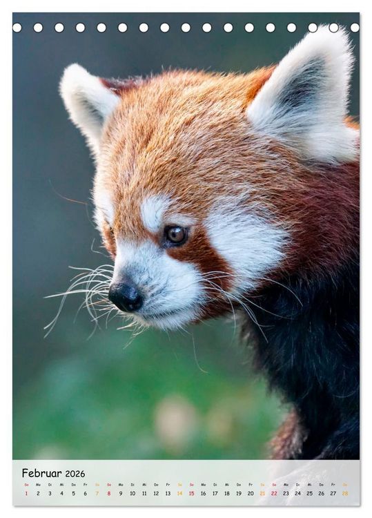 Produktbild: Roter Panda (Tischkalender 2026 DIN A5 hoch), CALVENDO Monatskalender