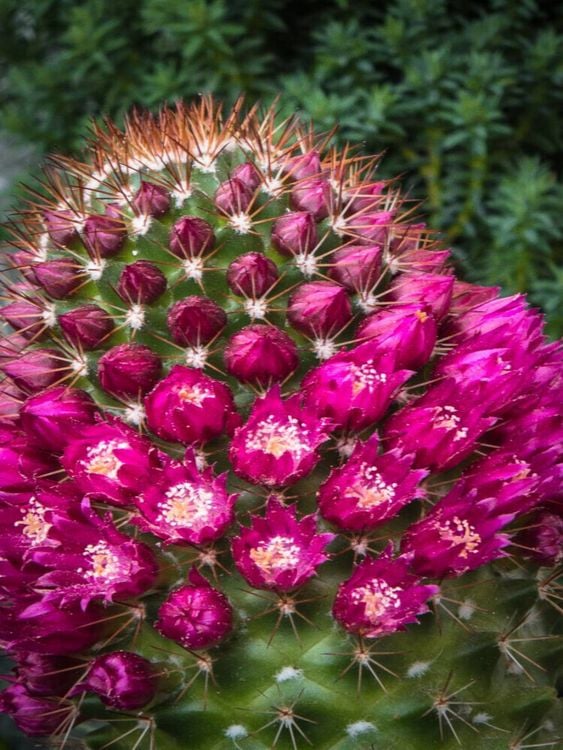 Produktbild: CALVENDO Puzzle Mammillaria backebergiana | 1000 Teile Lege-Gr&ouml;&szlig;e 64x48cm Foto-Puzzle f&uuml;r gl&uuml;ckliche Stunden