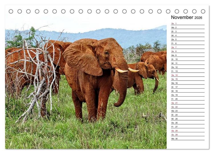Produktbild: Elefanten . Wildlife in Kenia (Tischkalender 2026 DIN A5 quer), CALVENDO Monatskalender