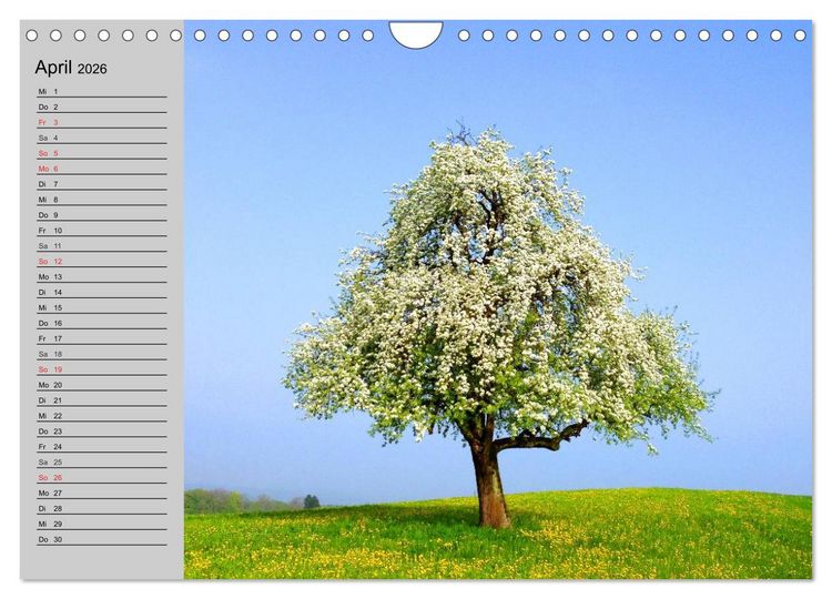Produktbild: Magische B&auml;ume (Wandkalender 2026 DIN A4 quer), CALVENDO Monatskalender