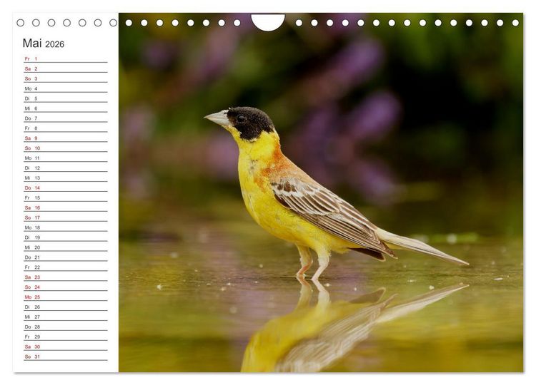 Produktbild: Faszinierendes Bulgarien (Wandkalender 2026 DIN A4 quer), CALVENDO Monatskalender