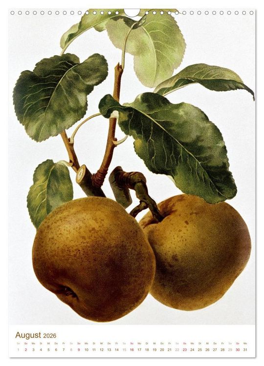 Produktbild: Obstb&auml;ume: Botanische Zeichnungen und historische Stiche (Wandkalender 2026 DIN A3 hoch), CALVENDO Monatskalender