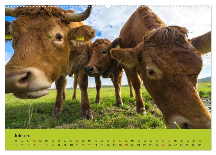 Produktbild: Kuhckst du? (Wandkalender 2026 DIN A2 quer), CALVENDO Monatskalender