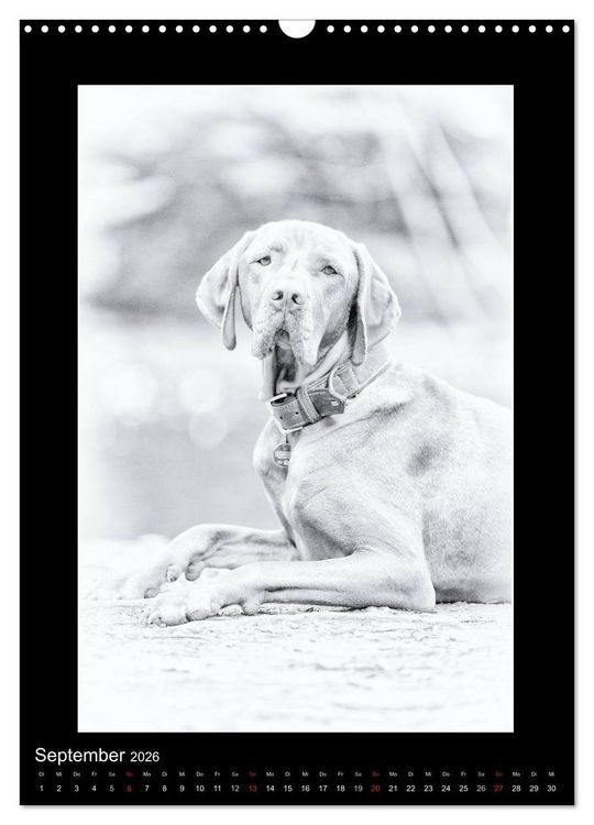 Produktbild: Vizsla-Liebe (Wandkalender 2026 DIN A3 hoch), CALVENDO Monatskalender