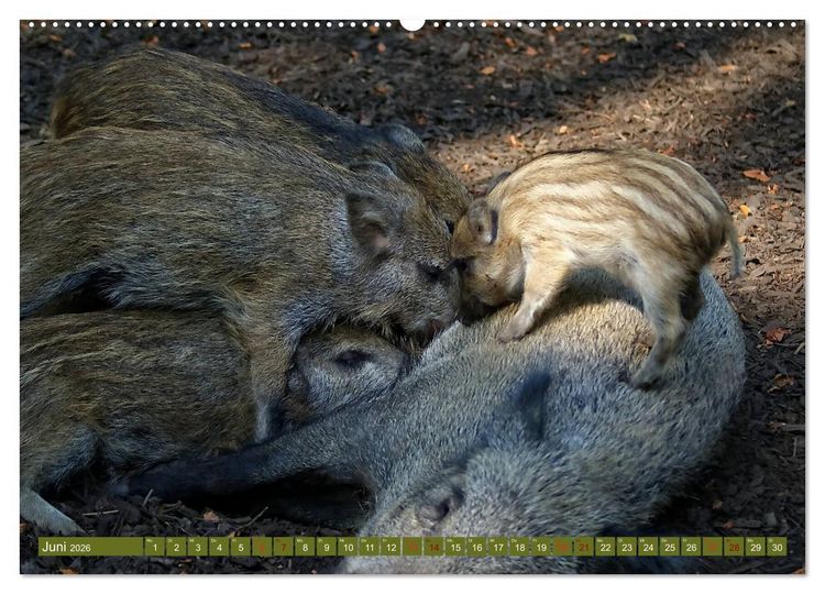 Produktbild: Wildschweins Kinderstube - Freche Frischlinge (Wandkalender 2026 DIN A2 quer), CALVENDO Monatskalender