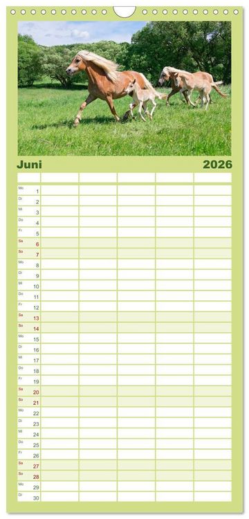 Produktbild: Familienplaner 2026 - Haflinger Fohlen mit 5 Spalten (Wandkalender, 21 x 45 cm) CALVENDO