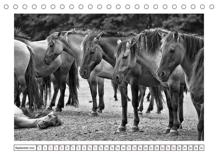 Produktbild: D&uuml;lmener Wildpferde im M&uuml;nsterland in schwarz und wei&szlig; (Tischkalender 2022 DIN A5 quer)