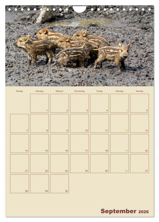 Produktbild: Wildschweine (Wandkalender 2026 DIN A4 hoch), CALVENDO Monatskalender