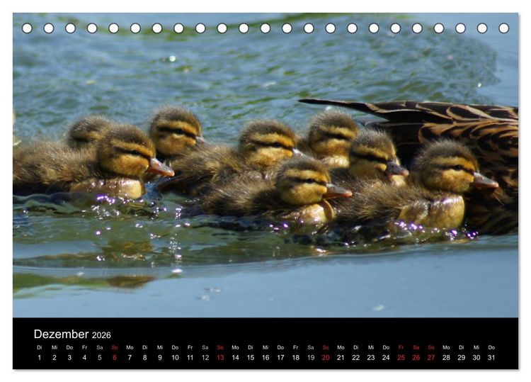Produktbild: Die Kinderstube der Wasserv&ouml;gel (Tischkalender 2026 DIN A5 quer), CALVENDO Monatskalender