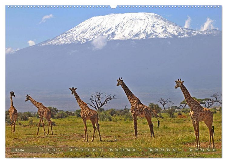 Produktbild: Giraffen - Sanftheit und Anmut (hochwertiger Premium Wandkalender 2026 DIN A2 quer), Kunstdruck in Hochglanz