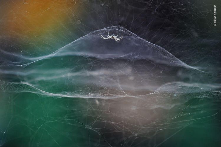 Produktbild: Wildlife Fotografien des Jahres &ndash; Portfolio 31