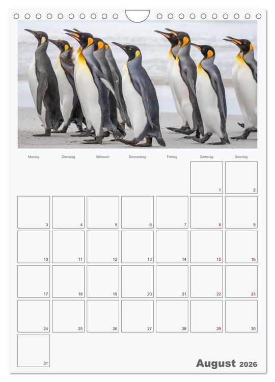 Produktbild: Alltag bei den Pinguinen auf Falkland (Wandkalender 2026 DIN A4 hoch), CALVENDO Monatskalender