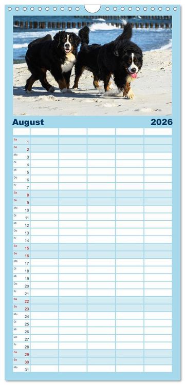 Produktbild: Familienplaner 2026 - Berner Sennenhunde am Strand mit 5 Spalten (Wandkalender, 21 x 45 cm) CALVENDO