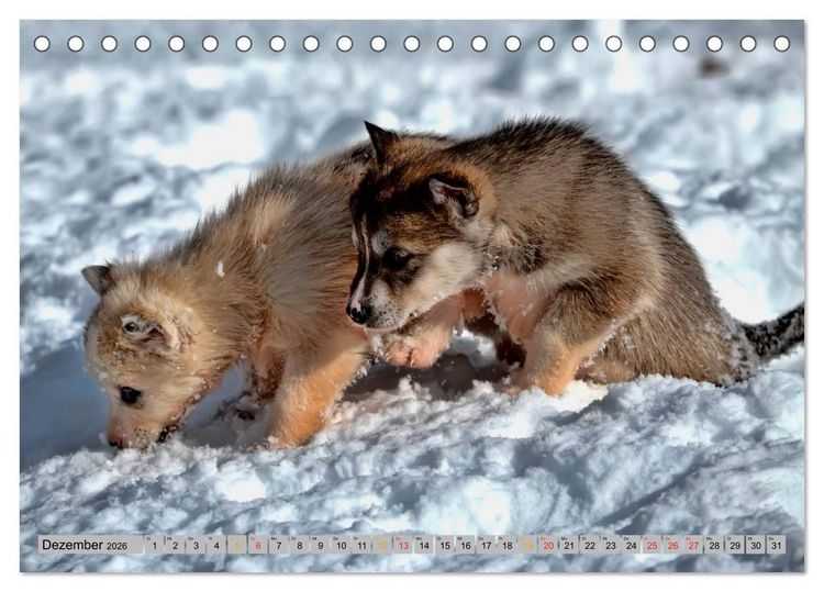 Produktbild: Huskies - Schlittenhunde (Tischkalender 2026 DIN A5 quer), CALVENDO Monatskalender