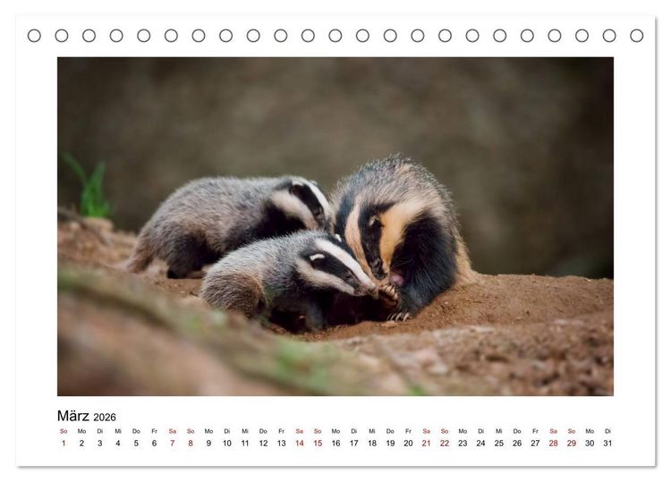 Produktbild: Deutschlands Wildtiere (Tischkalender 2026 DIN A5 quer), CALVENDO Monatskalender