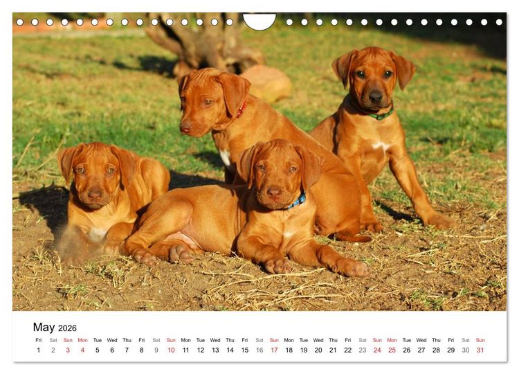 Produktbild: Rhodesian Ridgeback Puppies (Wall Calendar 2026 DIN A4 landscape), CALVENDO 12 Month Wall Calendar